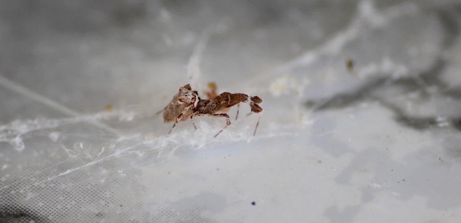 Uloborus plumipes - Manfredonia (FG)