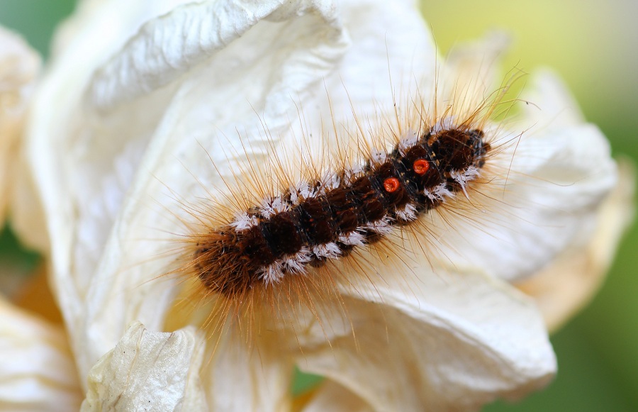 Bruco da id - Euproctis chrysorrhoea (Erebidae Lymantriinae)