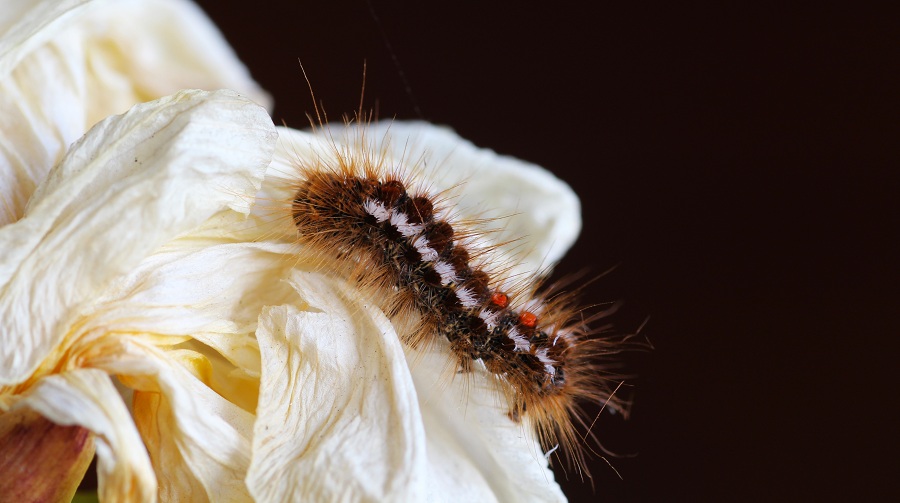 Bruco da id - Euproctis chrysorrhoea (Erebidae Lymantriinae)