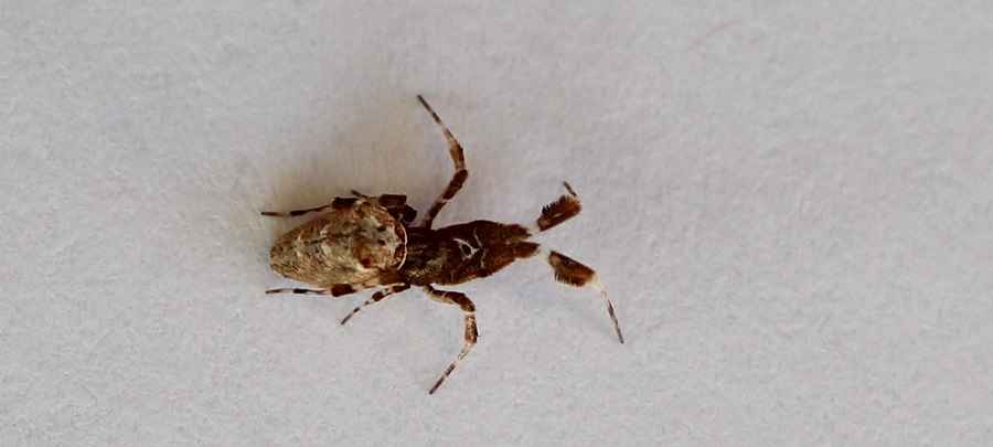 Uloborus plumipes - Manfredonia (FG)