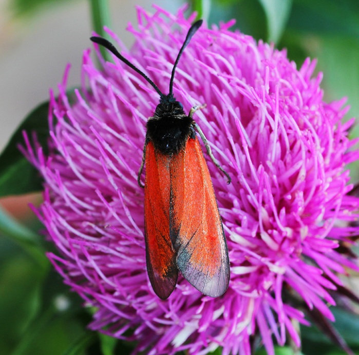 lepidottero 2 da id - Zygaena (Mesembrynus) rubicunda