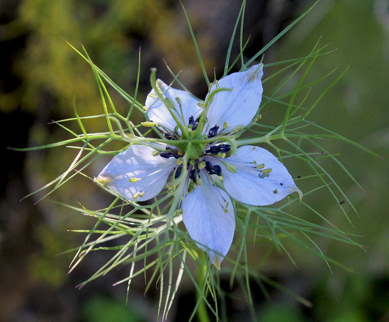 Nigella damascena