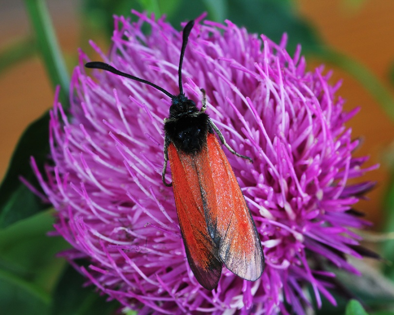 lepidottero 2 da id - Zygaena (Mesembrynus) rubicunda