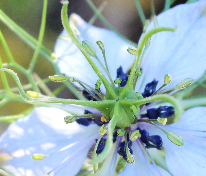 Nigella damascena