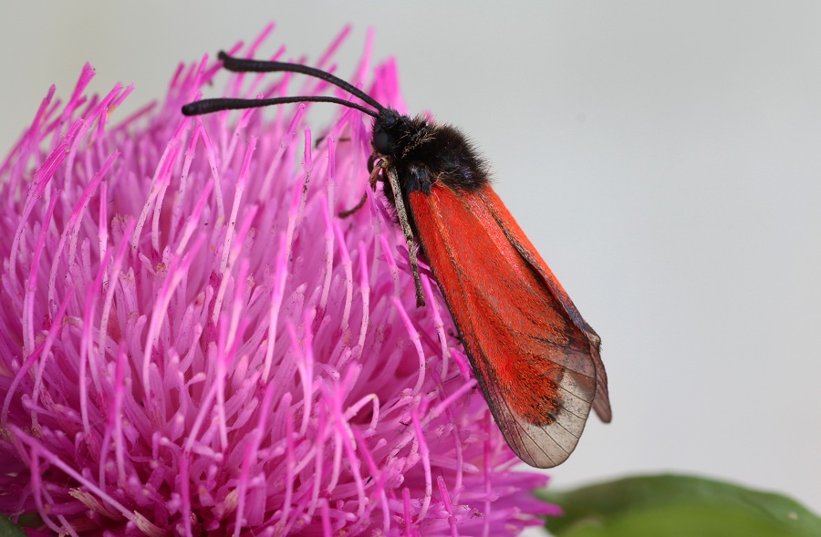 lepidottero 2 da id - Zygaena (Mesembrynus) rubicunda