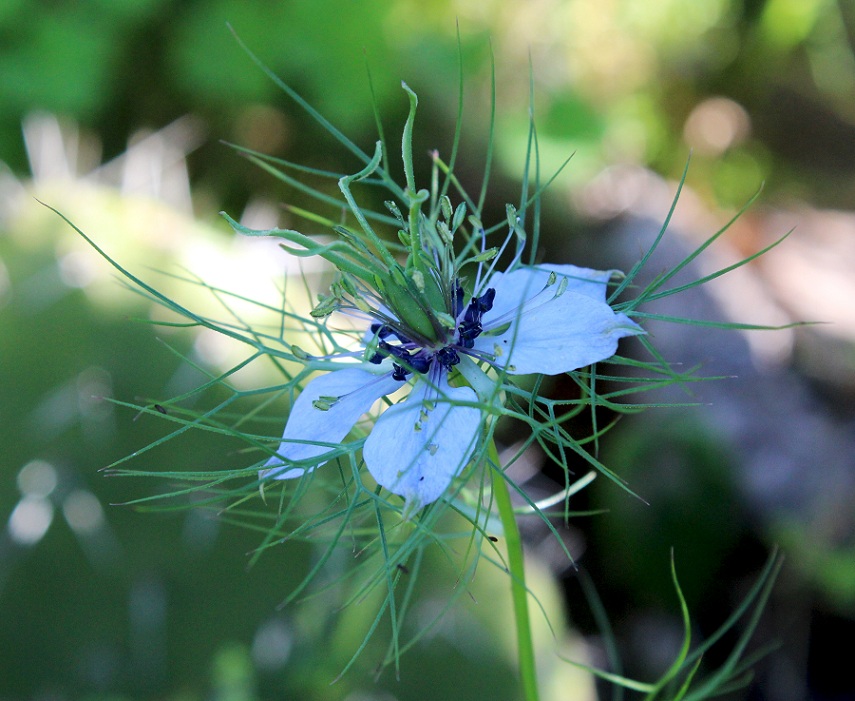 Nigella damascena