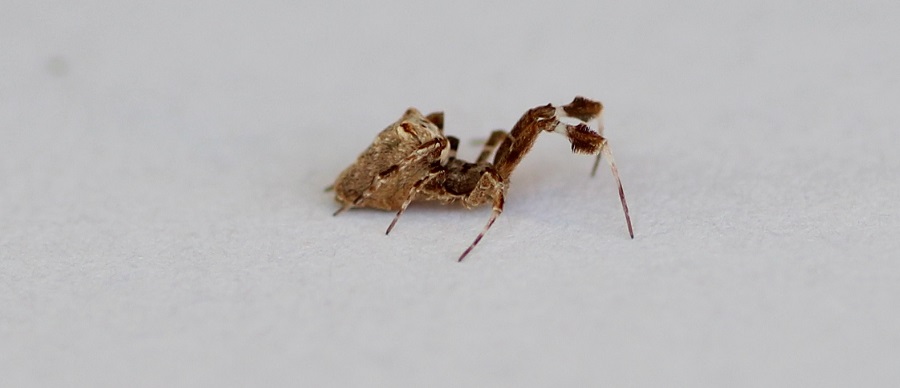 Uloborus plumipes - Manfredonia (FG)