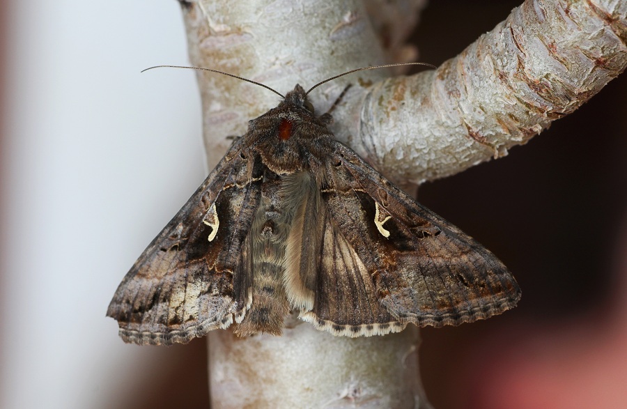 farfalla da id - Autographa gamma, Noctuidae