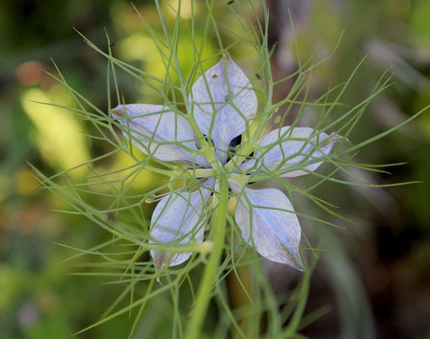 Nigella damascena