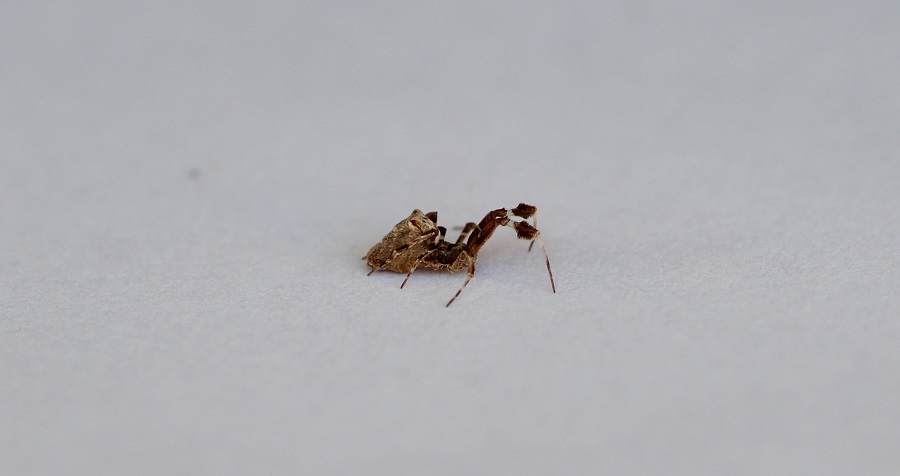 Uloborus plumipes - Manfredonia (FG)