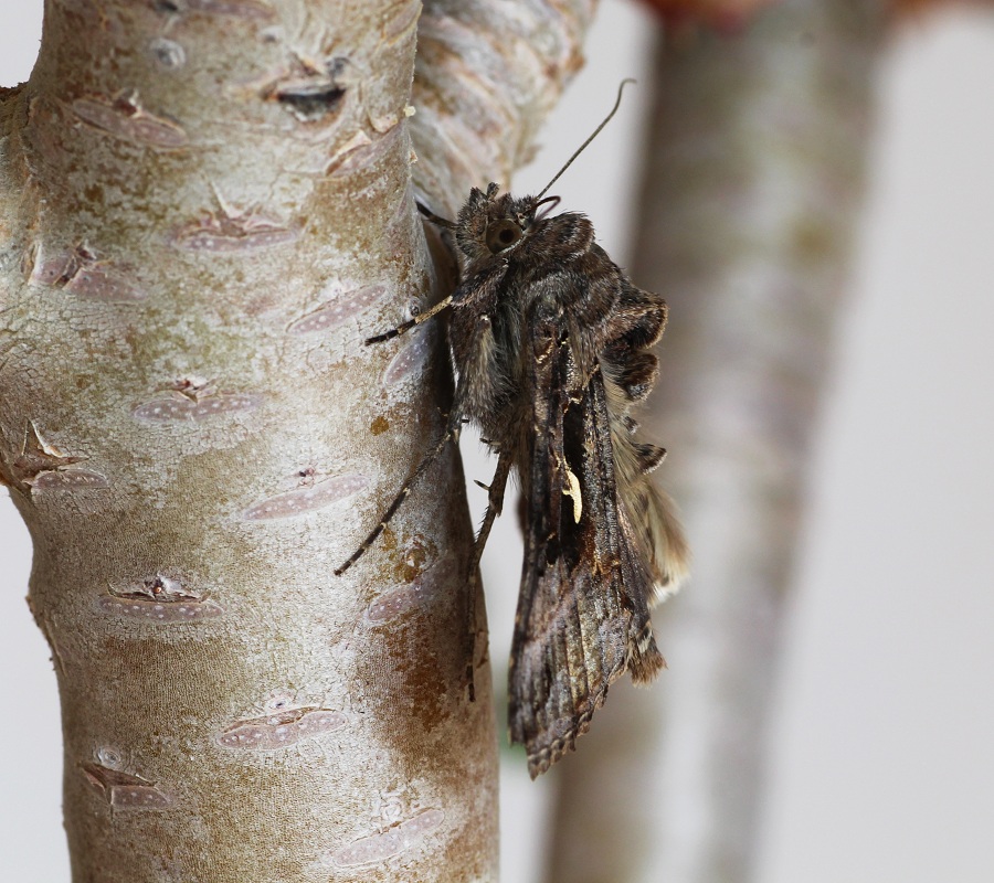 farfalla da id - Autographa gamma, Noctuidae