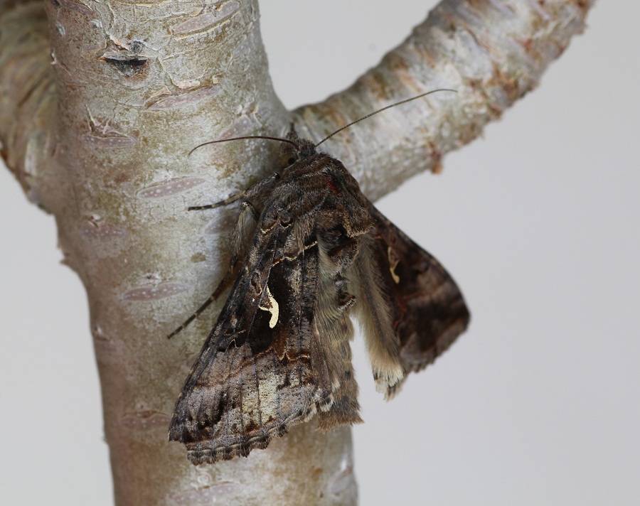 farfalla da id - Autographa gamma, Noctuidae