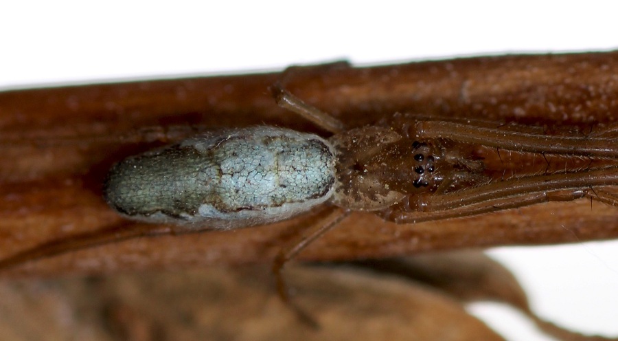 Tetragnatha sp.  - Manfredonia Gargano (FG)