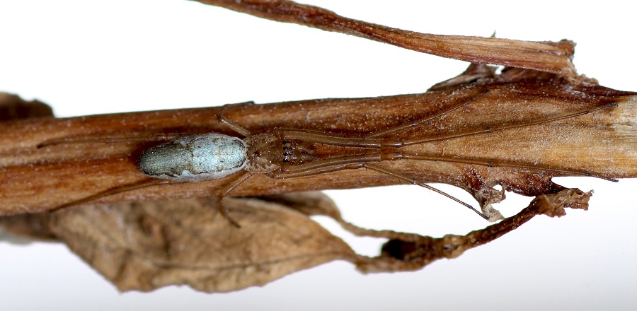 Tetragnatha sp.  - Manfredonia Gargano (FG)