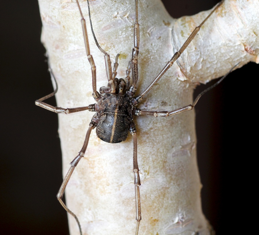 Phalangiidae: gr. Egaenus