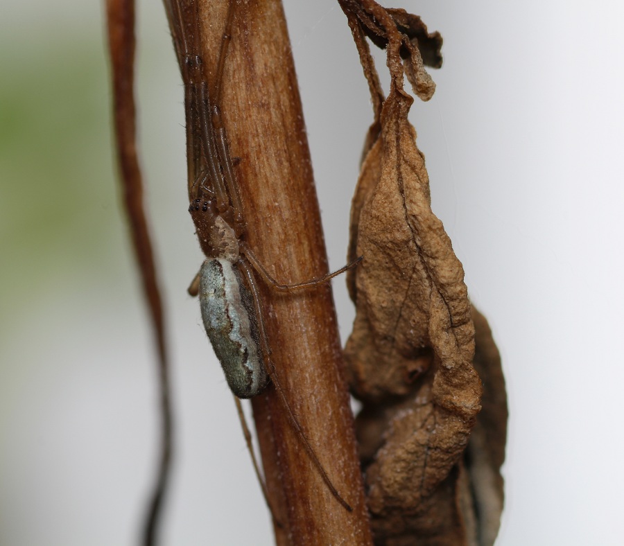 Tetragnatha sp.  - Manfredonia Gargano (FG)