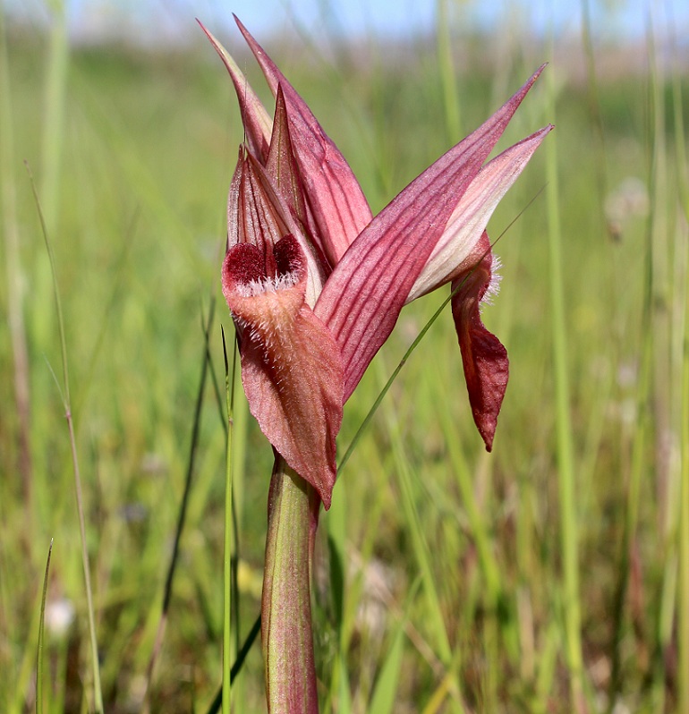 Serapias vomeracea / Serapide maggiore