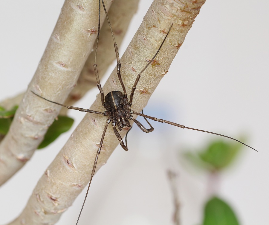 Phalangiidae: gr. Egaenus