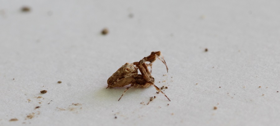 Uloborus plumipes - Manfredonia (FG)