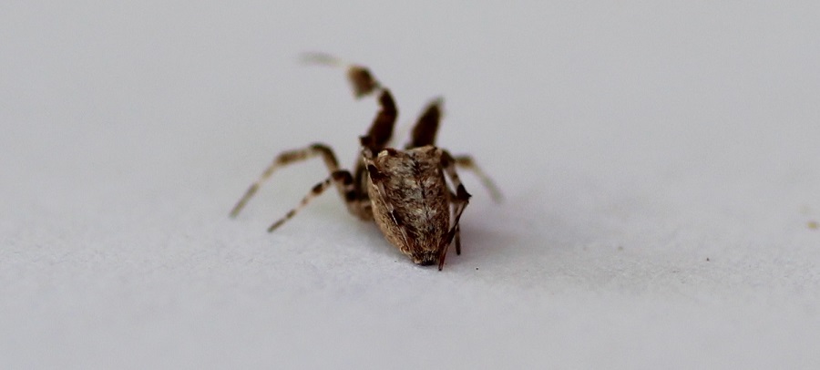 Uloborus plumipes - Manfredonia (FG)