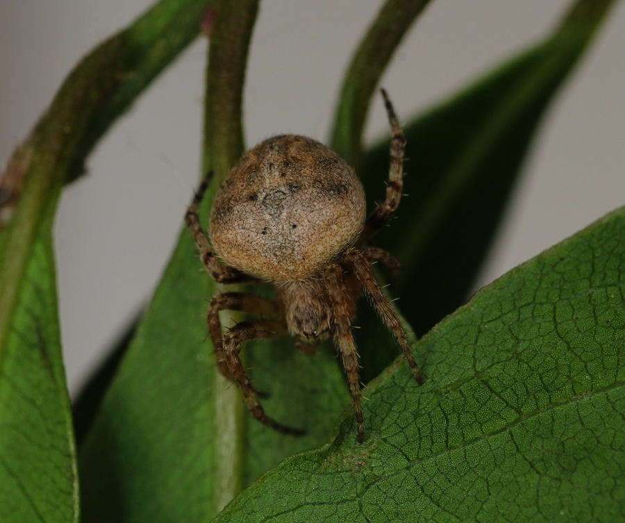 Araneidae:   Neoscona subfusca  - Manfredonia Gargano (FG)