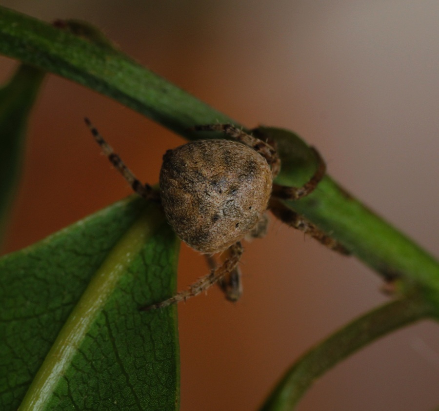 Araneidae:   Neoscona subfusca  - Manfredonia Gargano (FG)