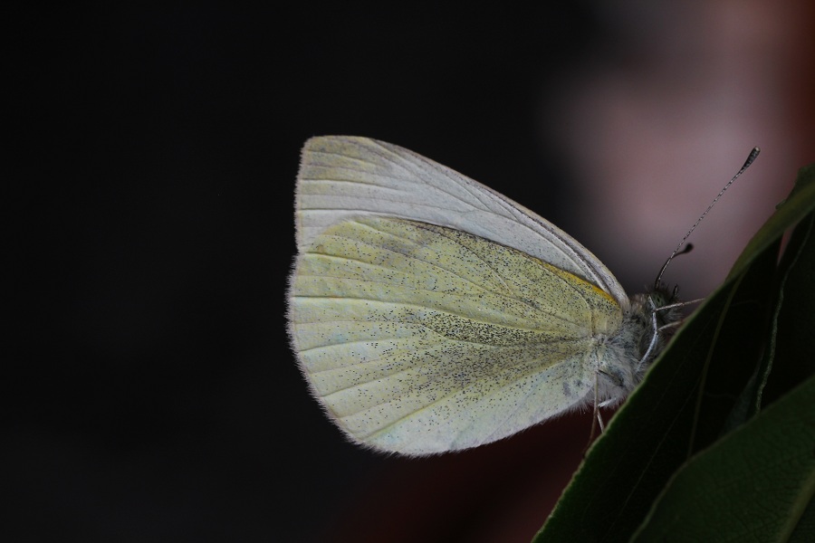 farfalla da id - Pieris rapae, Pieridae