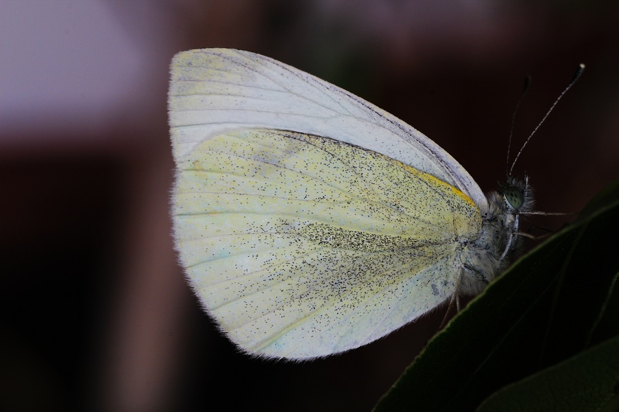 farfalla da id - Pieris rapae, Pieridae