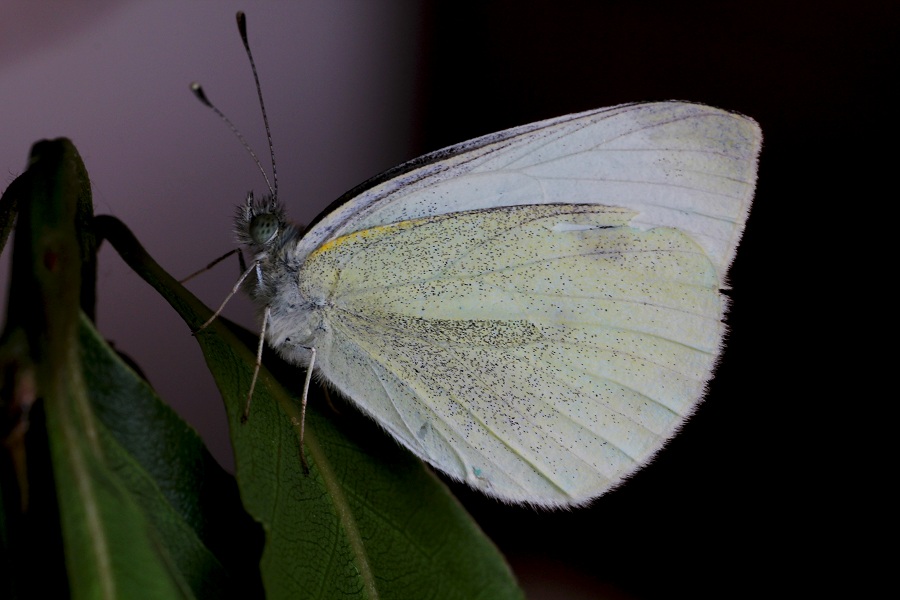 farfalla da id - Pieris rapae, Pieridae