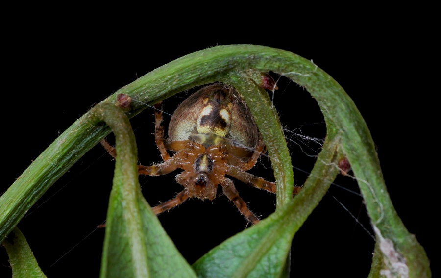 Araneidae:   Neoscona subfusca  - Manfredonia Gargano (FG)