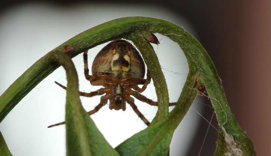 Araneidae:   Neoscona subfusca  - Manfredonia Gargano (FG)