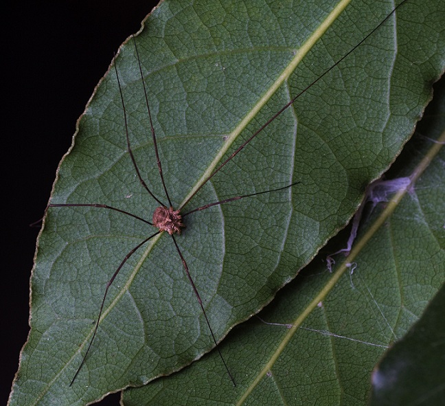 Phalangiidae: cfr. Metaphalangium sp., maschio