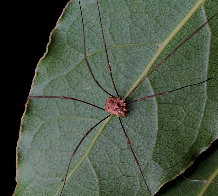 Phalangiidae: cfr. Metaphalangium sp., maschio