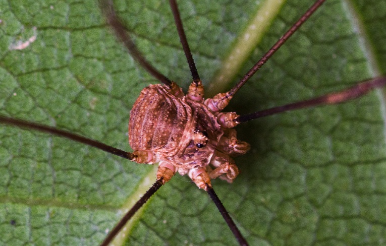 Phalangiidae: cfr. Metaphalangium sp., maschio