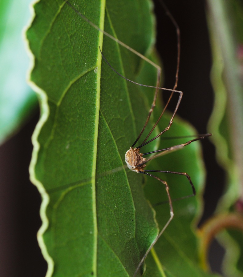 Phalangiidae: cfr. Metaphalangium sp., maschio