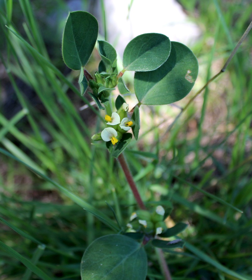 Tripodion tetraphyllum / Vulneraria annuale