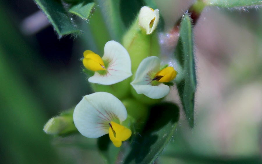 Tripodion tetraphyllum / Vulneraria annuale