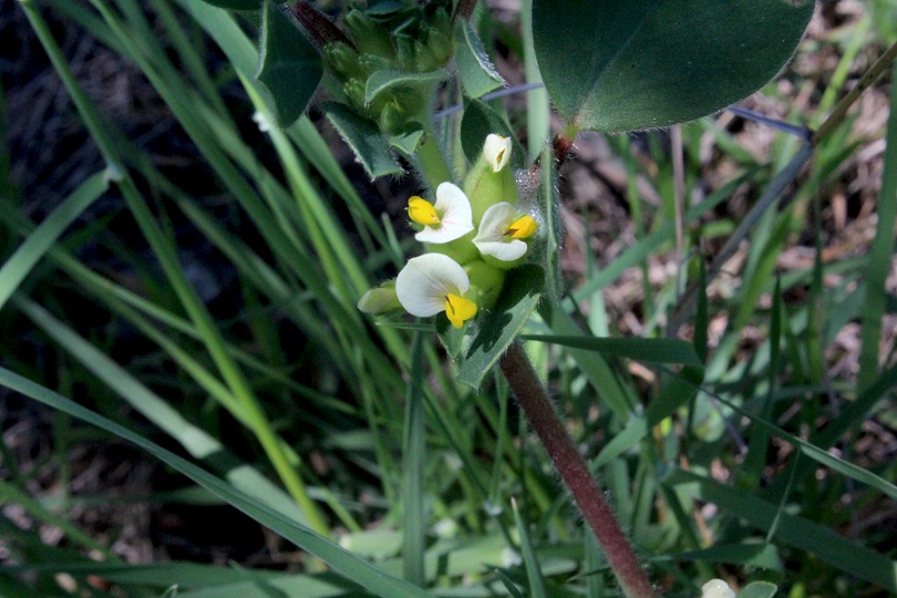 Tripodion tetraphyllum / Vulneraria annuale