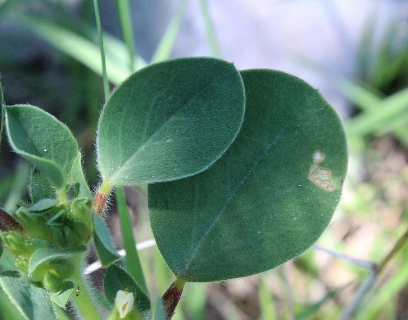 Tripodion tetraphyllum / Vulneraria annuale