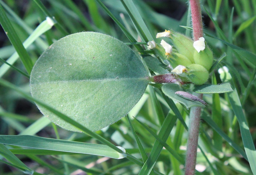 Tripodion tetraphyllum / Vulneraria annuale