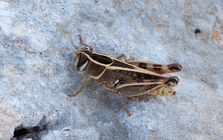 Acrididae:  Calliptamus barbarus