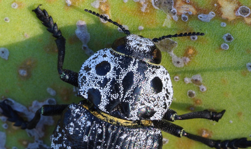 Capnodis cariosa, Buprestidae
