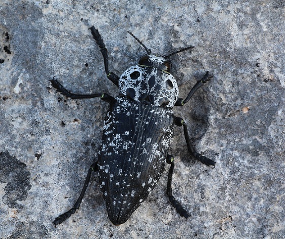 Capnodis cariosa, Buprestidae