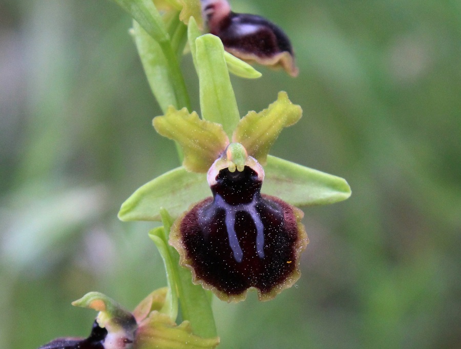 Ophrys passionis