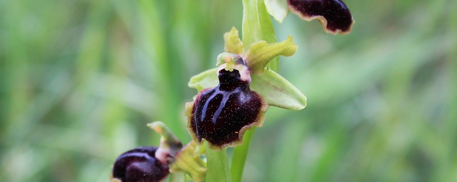 Ophrys passionis