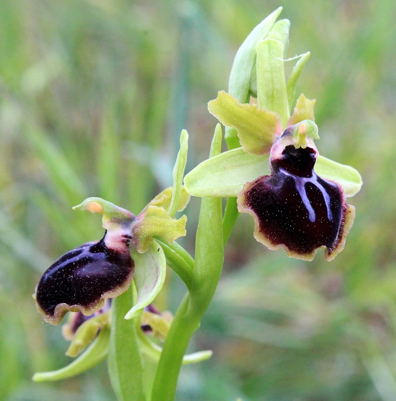 Ophrys passionis