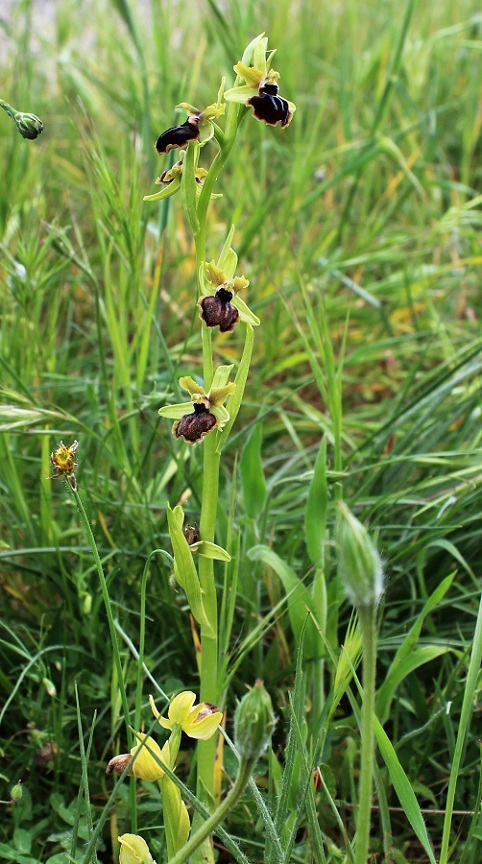 Ophrys passionis