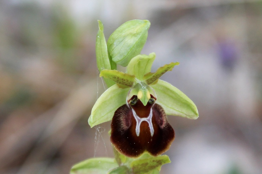 Ophrys da Id