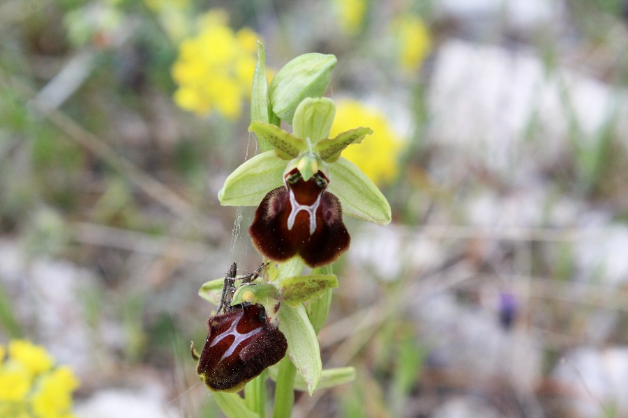 Ophrys da Id