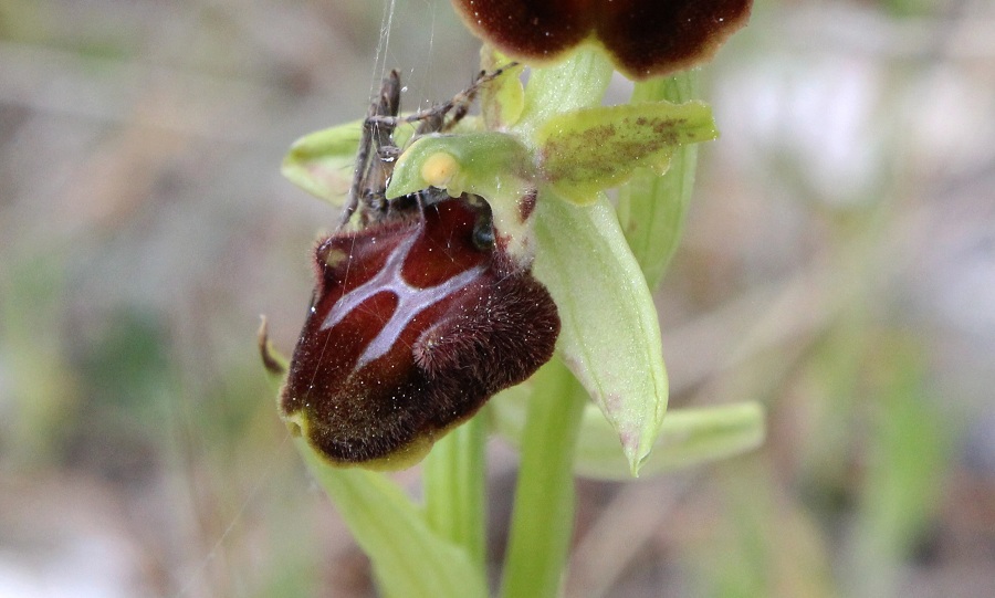 Ophrys da Id